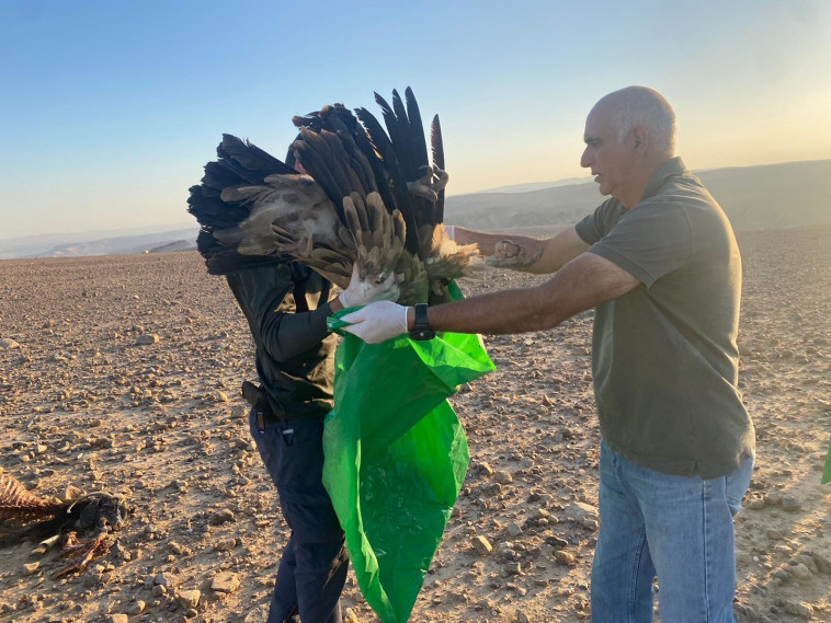 אחד הנשרים שמת מהרעלה בנגב