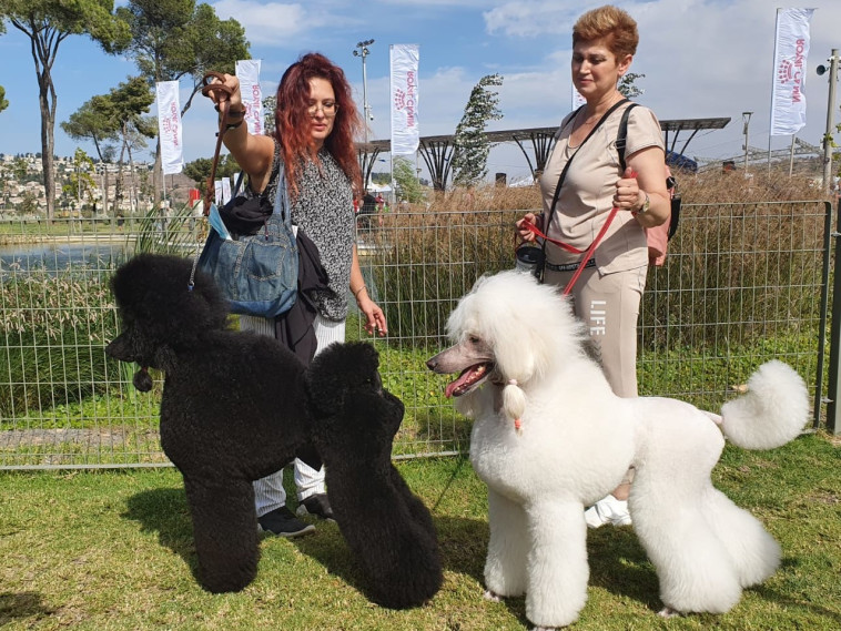 פודל ענק שחור ולבן בתערוכת הכלבים הבינלאומית 2021