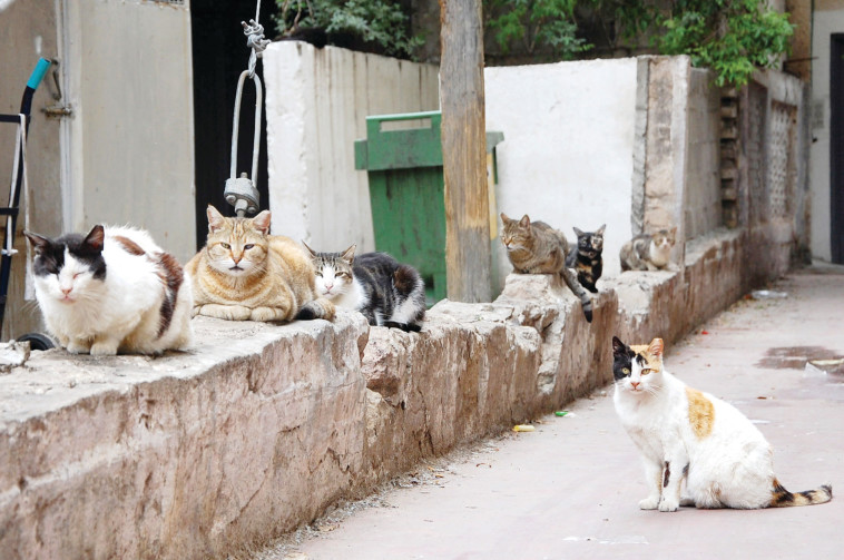חתולי רחוב (צילום: רשאל סרוטי פלאש 90)