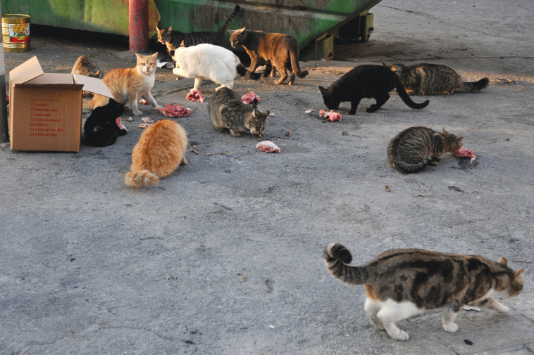 חתולי רחוב (צילום: סופי גורדון, פלאש 90)