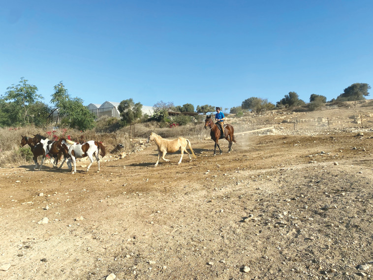 חות סוסים (צילום: מיטל שרעבי)