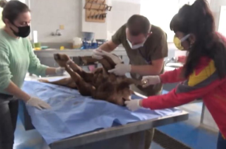 עגל מוטציה נולד מת בטורקיה