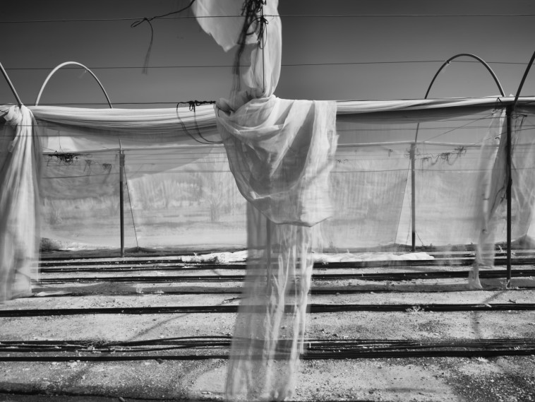 תמונותיו של ד''ר דוד תדמור