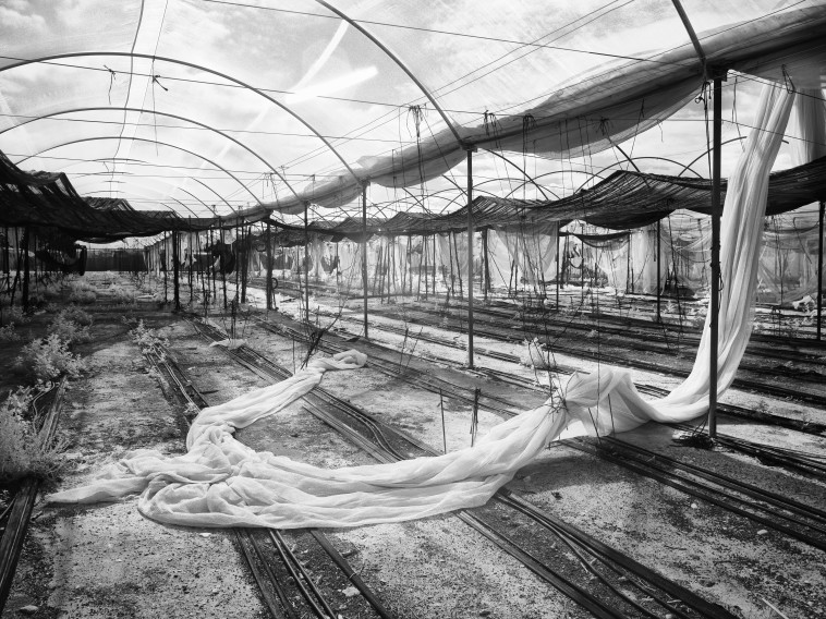 תמונותיו של ד''ר דוד תדמור