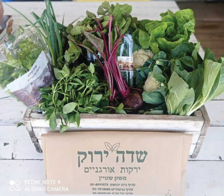 ארגז ירקות שדה ירוק ירקות אורגניים (צילום: דנה שטיין)