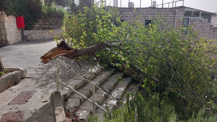 ענף עץ שנפל ופגע באישה בת 70 בירושלים עקב הרוחות (צילום: תיעוד מבצעי מד''א)