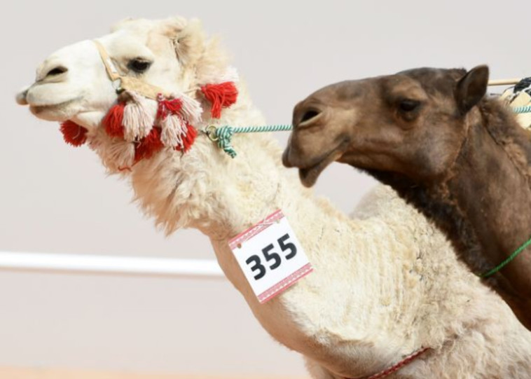 הגמלים עברו בוטוקס ונפסלו מהתחרות