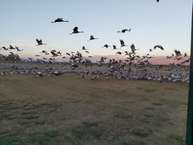 נדידת הציפורים ברחבי ישראל (צילום: משה כהן)