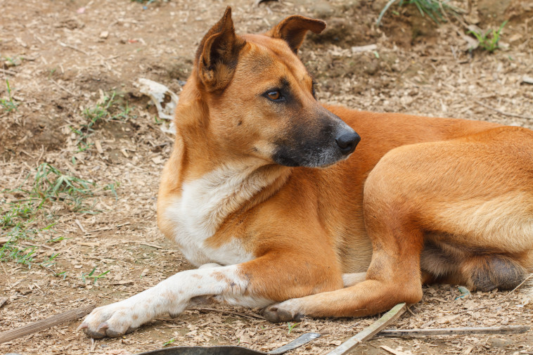 ידידו הטוב ביותר של האדם