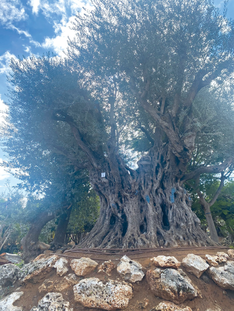 משתלת עץ הזית
