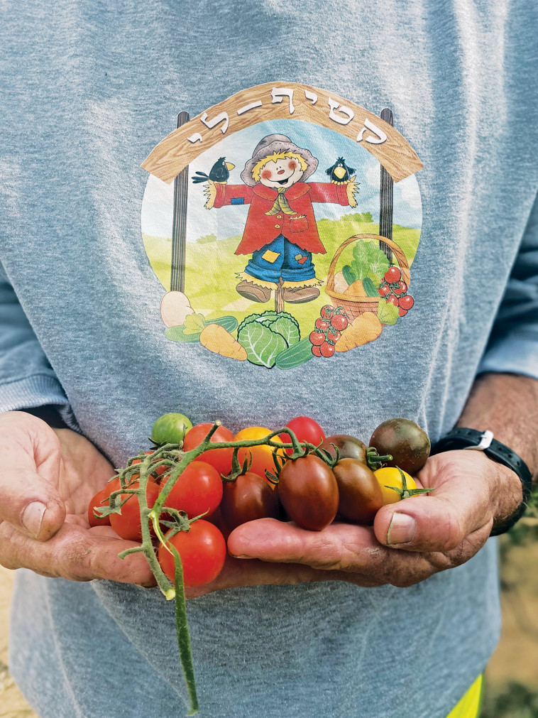 קטיף לי, תלמי יוסף