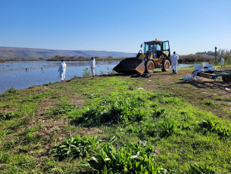 פינוי העגורים בעמק החולה