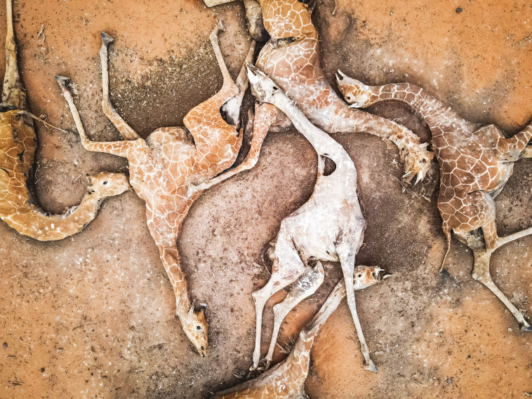 שש ג'ירפות שמתו ממחסור באוכל ומים בגלל בצורת בקניה