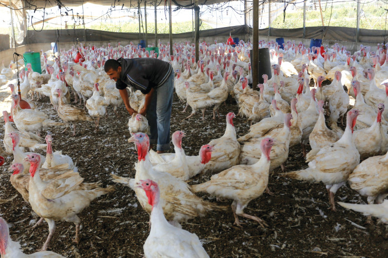 לול תרנגולות