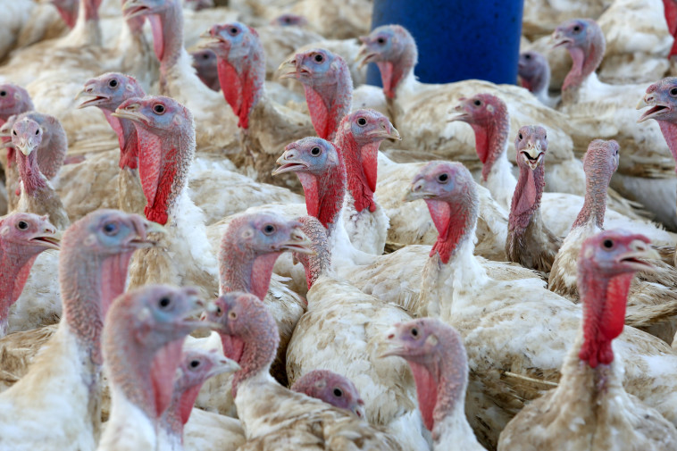 לול תרנגולות