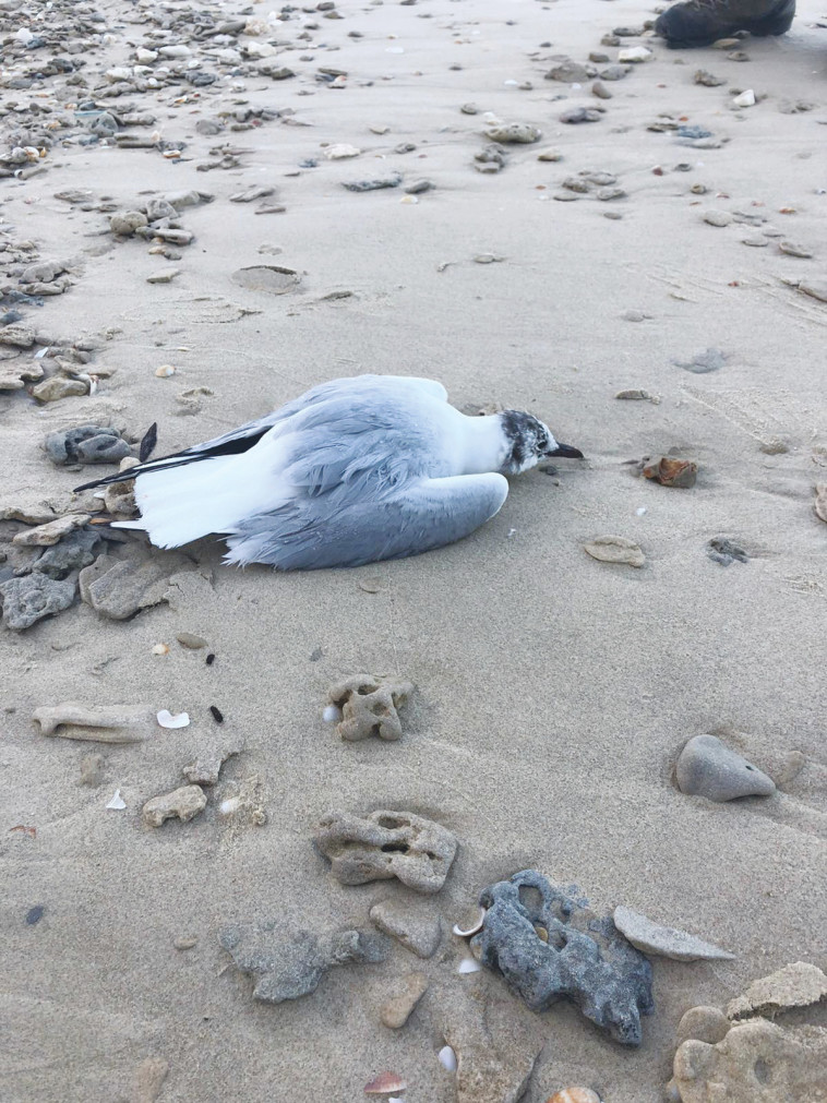שחף שנמצא פצוע על החוף והועבר לטיפול