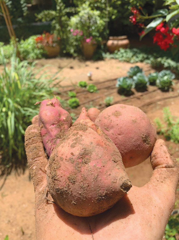 מהגינה של השף תומר חווה