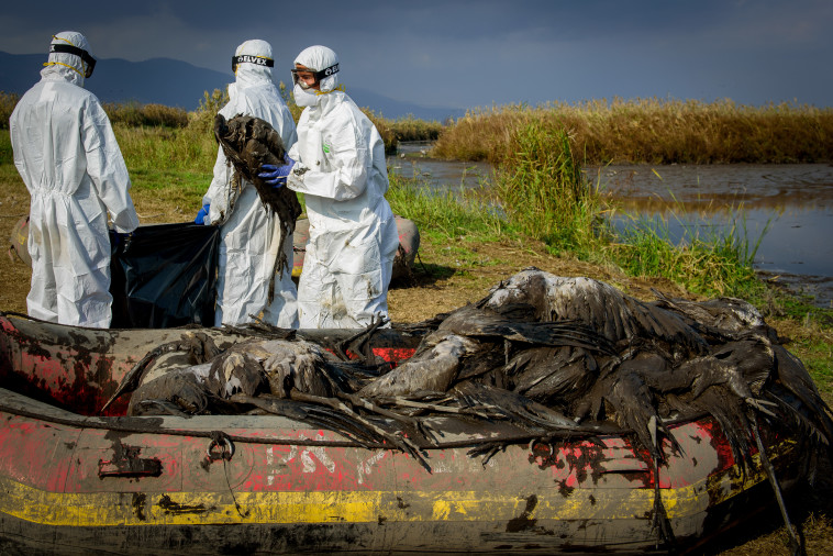העגורים המתים באגמון החולה