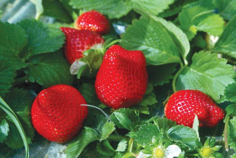 גידול תותים צילום אחמד קטייב פלאש 90