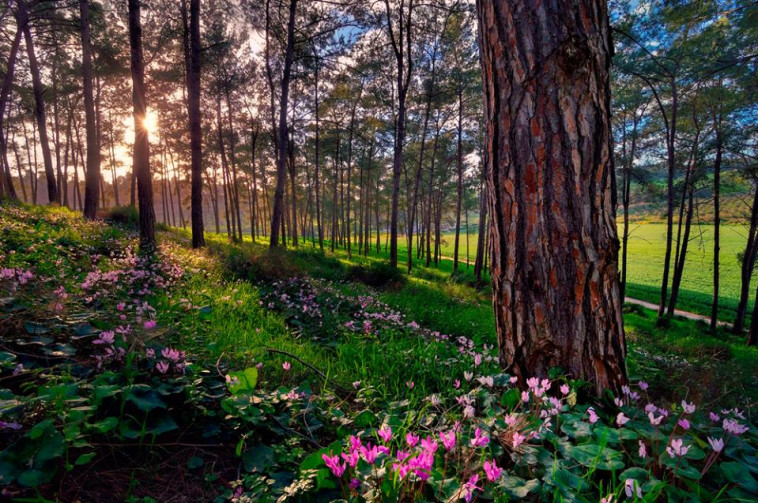 פריחת החורף. רקפות ביער עופר
