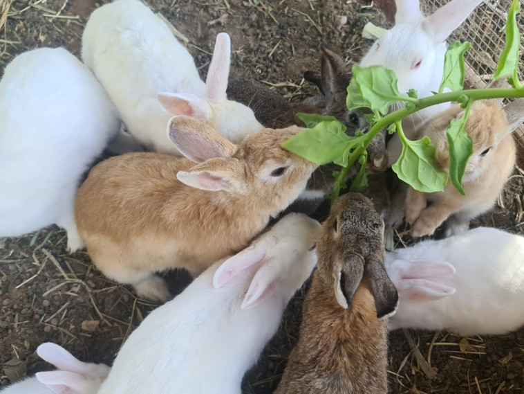 ארנבות בגן הירק בצופר (צילום:  יעל שביט תקשורת)