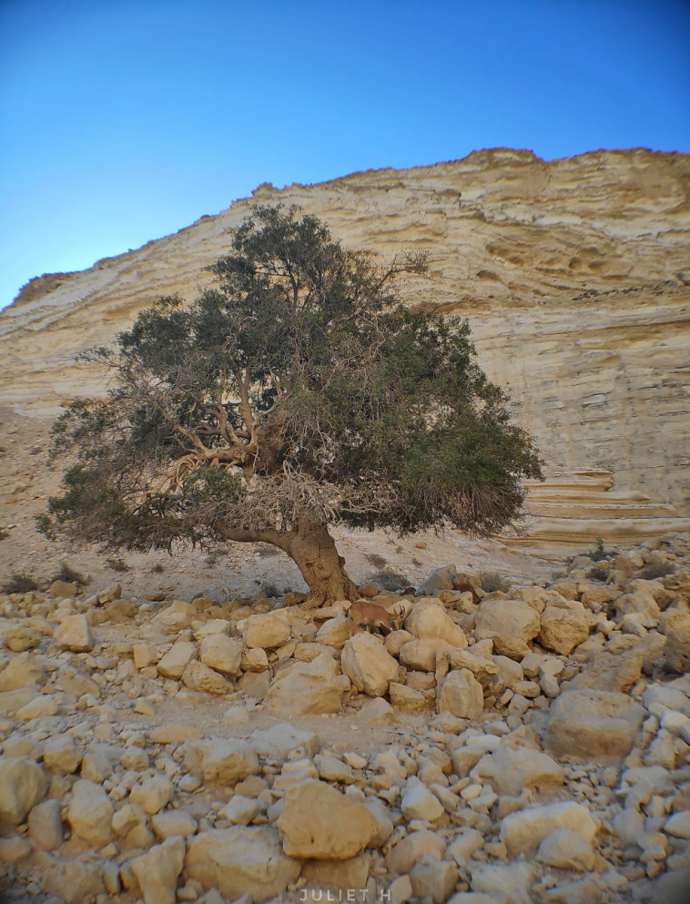 אלה אטלנטית
