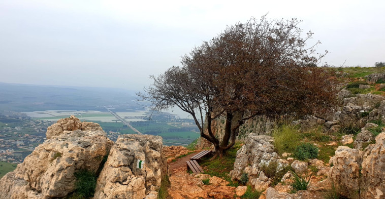 Ella Eretz Israel (Foto: Sarit Dahan, Autoridad de Naturaleza y Parques)