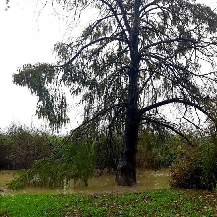 ברוש הביצות