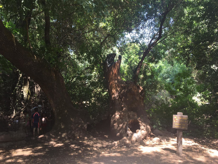 עץ פו הדוב (צילום: נעמה מנספלד, רשות הטבע והגנים)