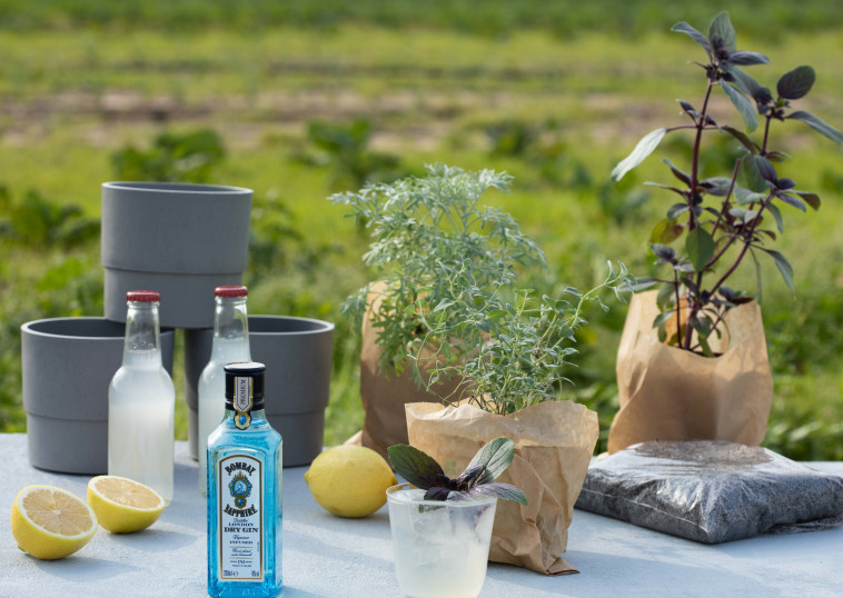 יאללה באים לגדל את הג'ין טוניק שלכם?