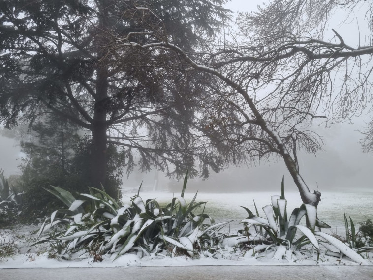 שלג בעין זיוון