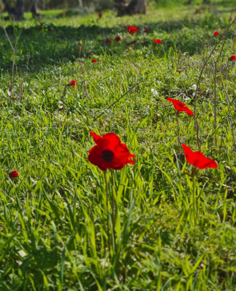 הפריחה האדומה בנגב (צילום: באדיבות מטרונגב)