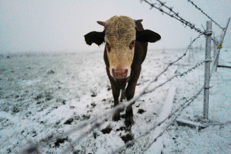 שלג ברמת הגולן