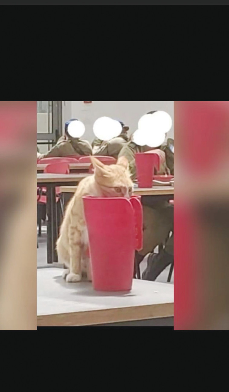 חתול בחדרי האוכל בצה''ל