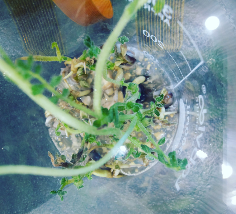 ניסוי החומוס בחלל