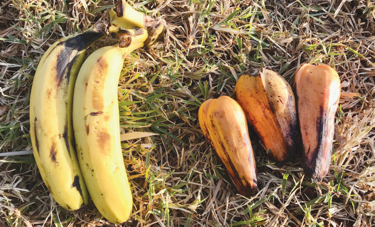 בננות רגילות לצד ''הבננות המזויפות'' (צילום: גני קיו)