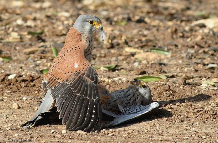 בזים בשמורת הטבע בית גוברין
