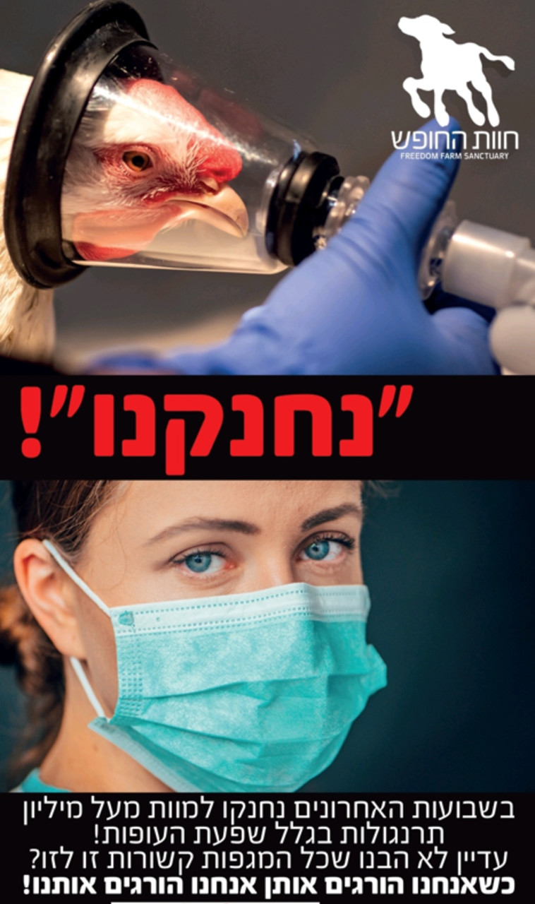 הקמפיין להצלת התרנגולות 