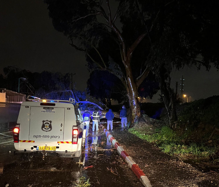 עץ קרס בפתח תקווה