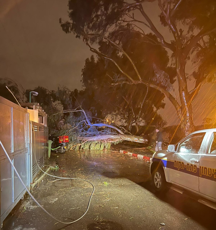 עץ קרס בפתח תקווה