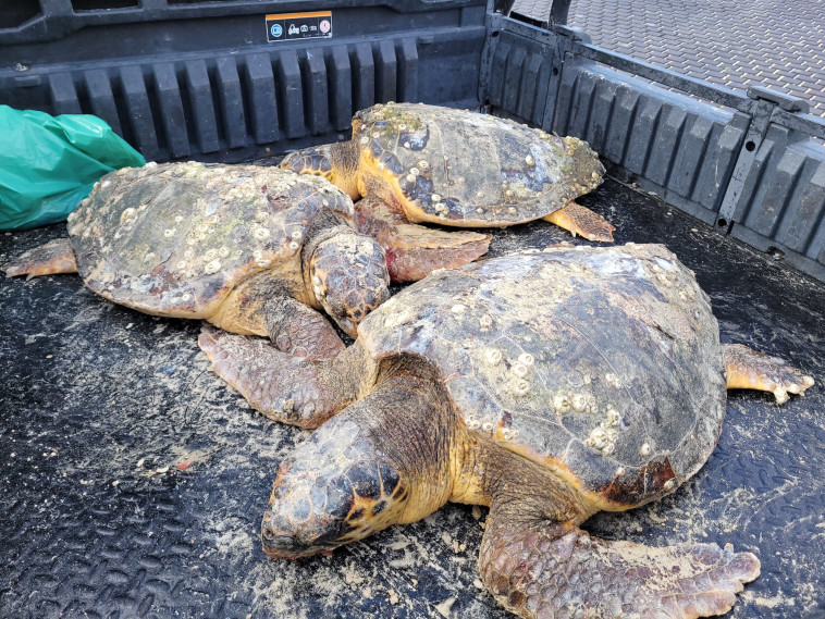 הצבים שנפלטו לחופים בעקבות הסופה ''אלפיס''
