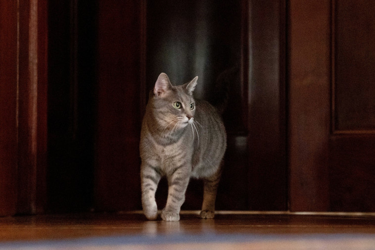 החתולה של ביידן, ווילו (צילום: רויטרס)