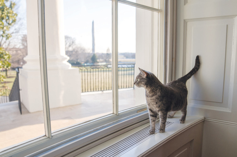 החתולה של ביידן, ווילו