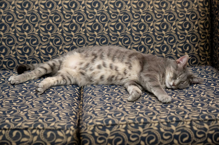 החתולה של ביידן, ווילו (צילום: רויטרס)