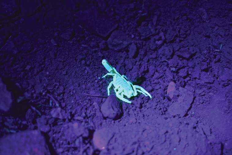עקרב בספארי לילה (צילום: מיטל שרעבי)