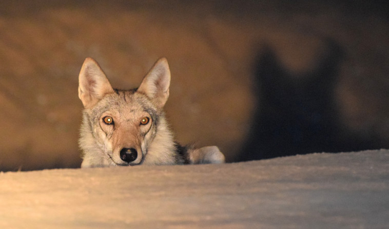 זאב בספארי לילה