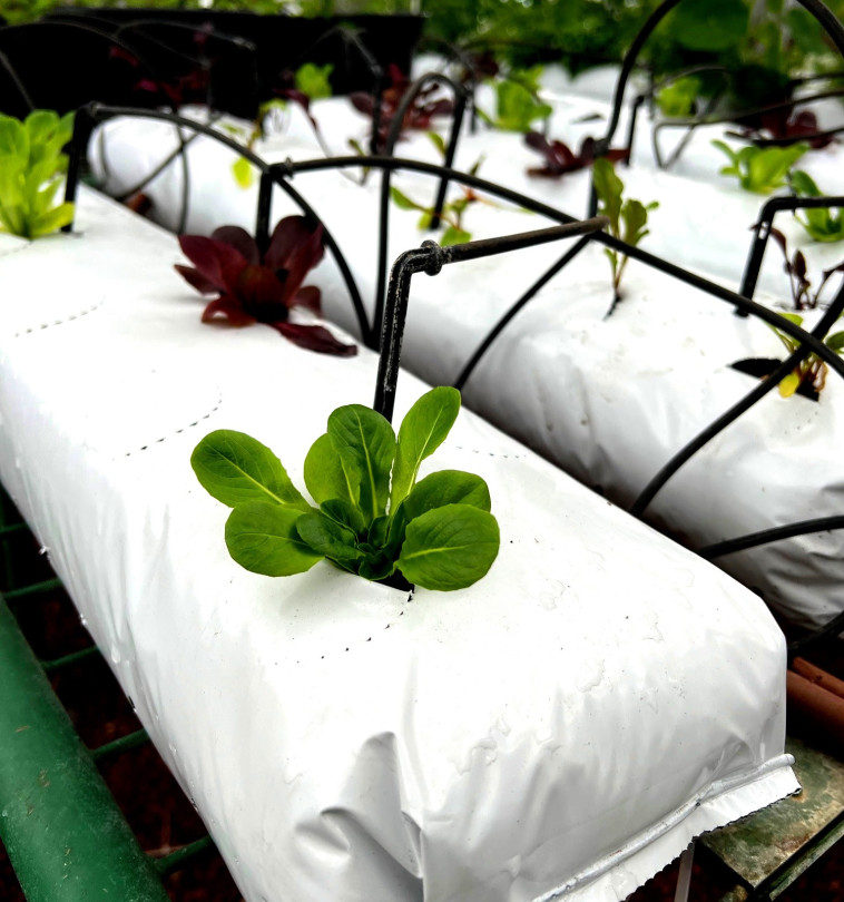 הפיתוח החקלאי - שקיות גידול חקלאיות מוכנות