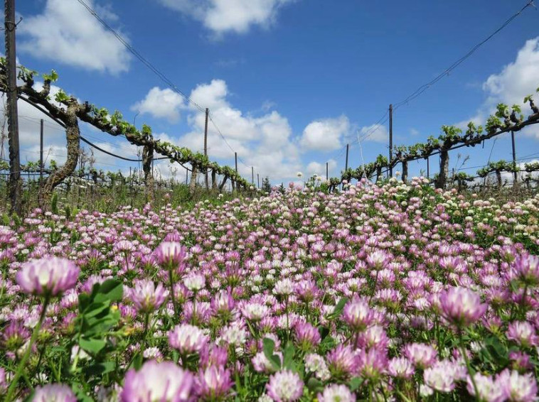 יקב הרי גליל 