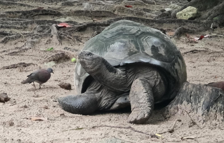 צב ענק בסיישל