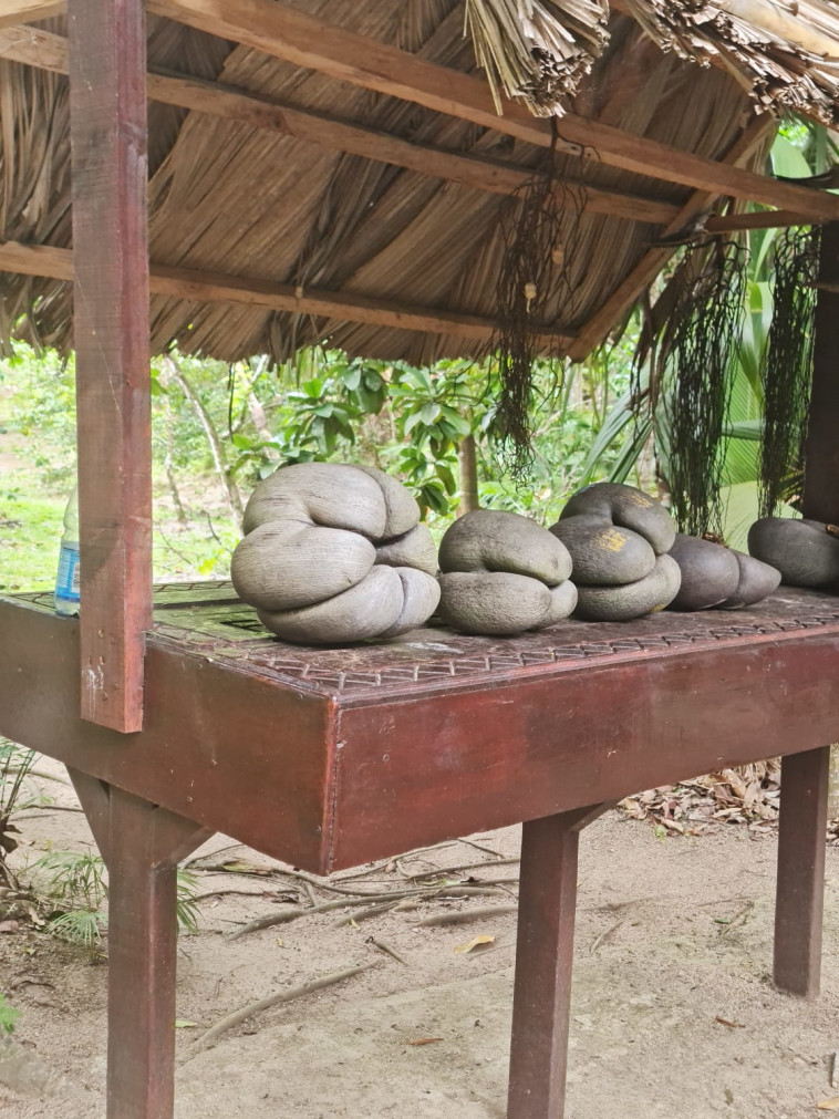 ''קוקו דה מה'' - הקוקוס הנפוץ באיי סיישל